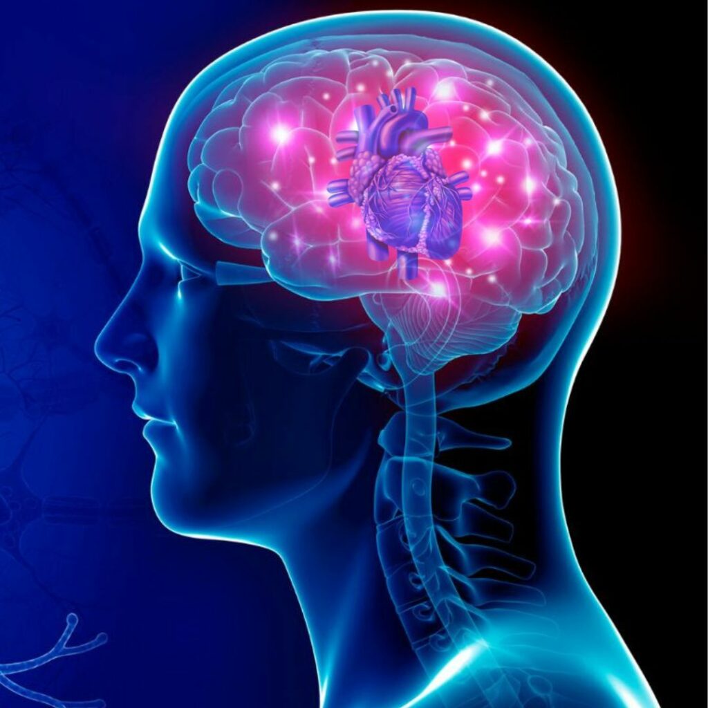 heart brain connection yoga neural cardiac