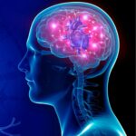 heart brain connection yoga neural cardiac